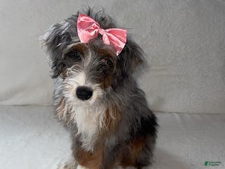 Mini Bernedoodle dogs Majorie - Ad 32