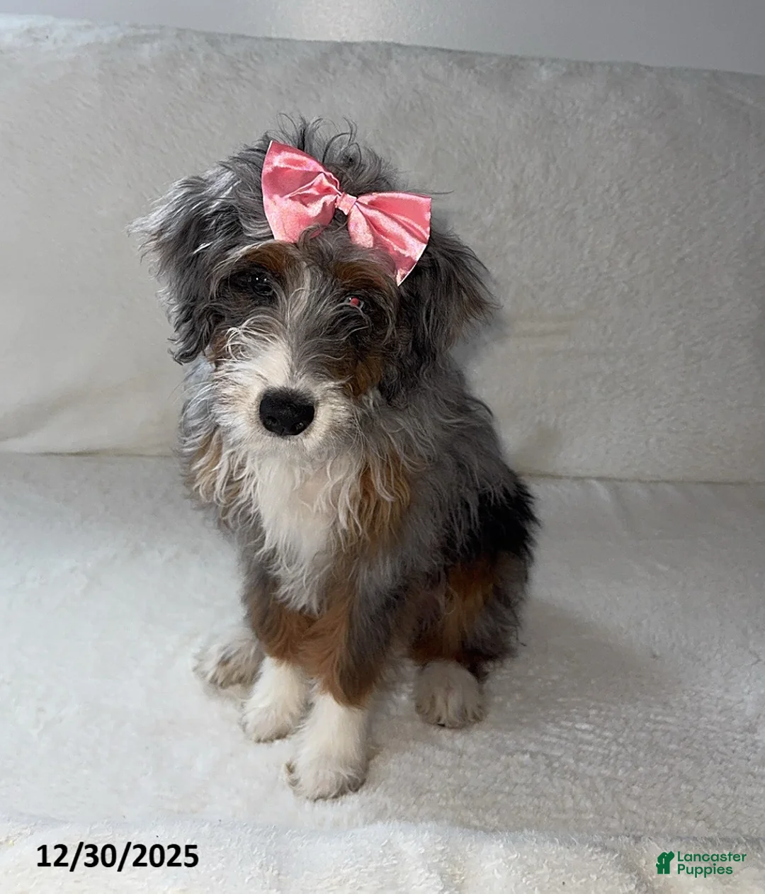 Mini Bernedoodle dogs for sale: Majorie - Ad 5