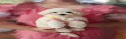 Maltipoo dogs for sale: 💛 Fluffy 💛 - Ad 8