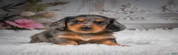 Miniature Dachshund dogs for sale: AKC-Hudson - Ad 3