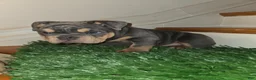 English Bulldog dogs for sale: English Bulldog Puppy 1 - Ad 6