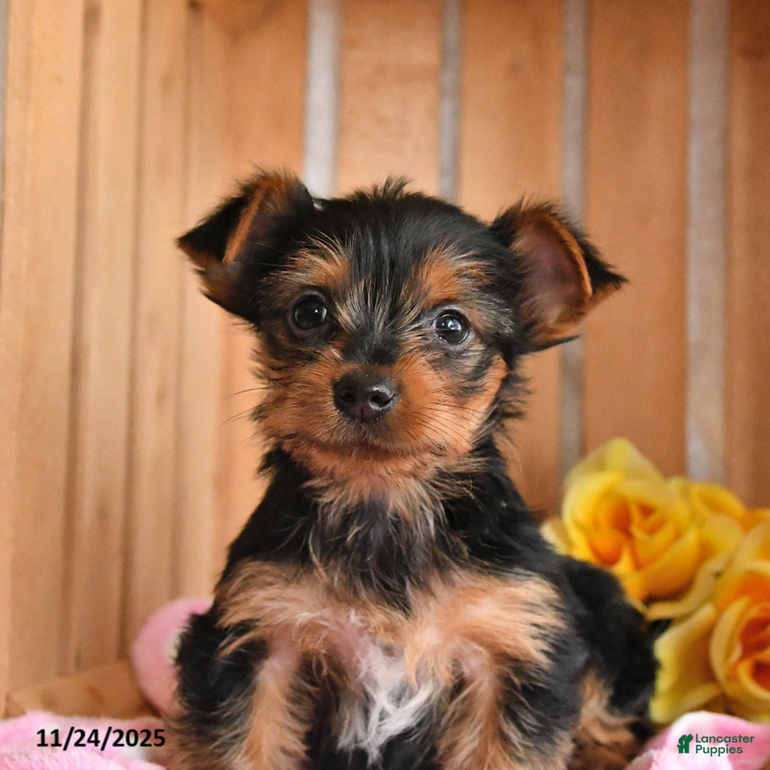 Yorkshire Terrier dogs for sale: Hershey - Ad 5