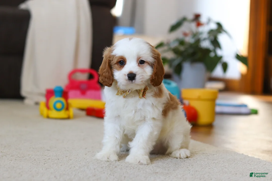 Cavapoo dogs for sale: Ace - Ad 5
