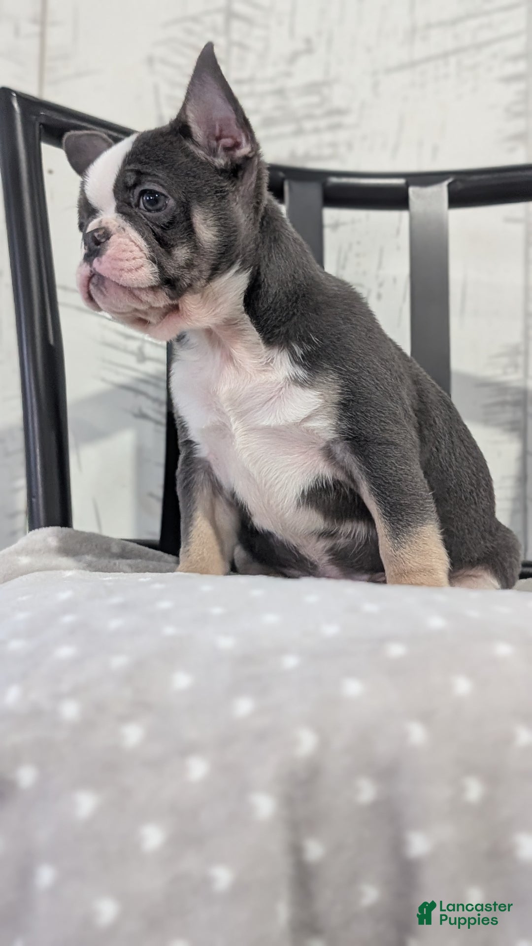 French Bulldog dogs for sale: Xena - Ad 8