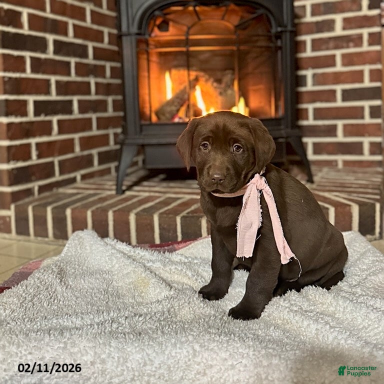 Labrador Retriever dogs Buttercup - Ad 4