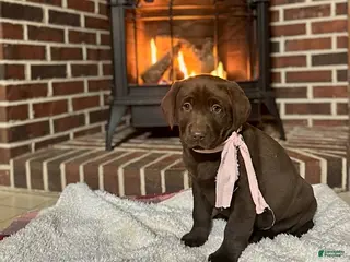 Labrador Retriever dogs Buttercup - Ad 4