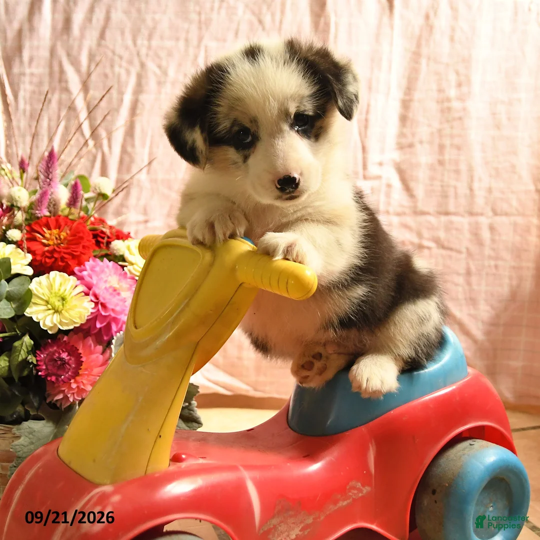 Welsh Corgi Pembroke dogs for sale: Patches - Ad 3