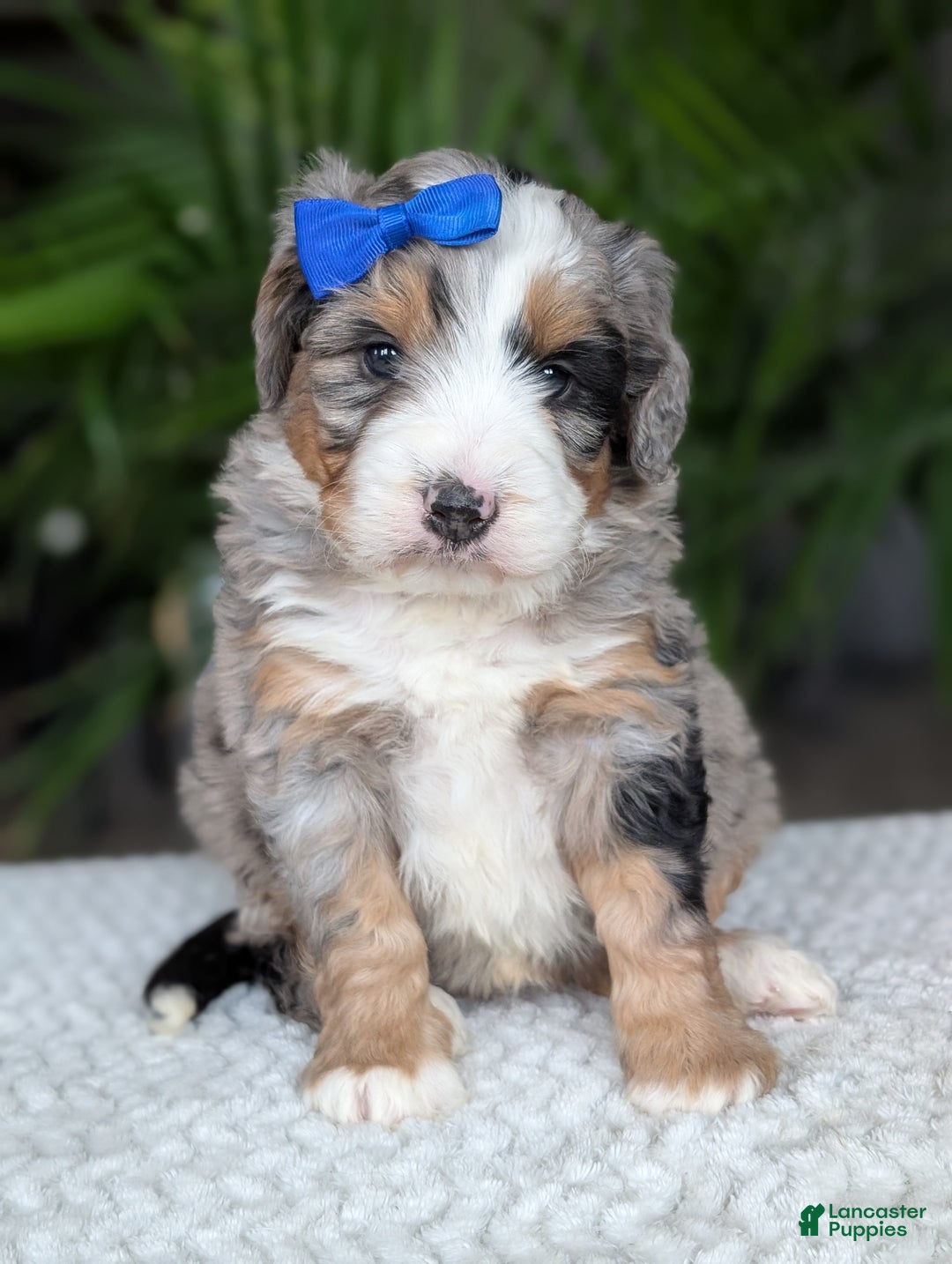 Mini Bernedoodle dogs for sale: Mini Louie  - Ad 2
