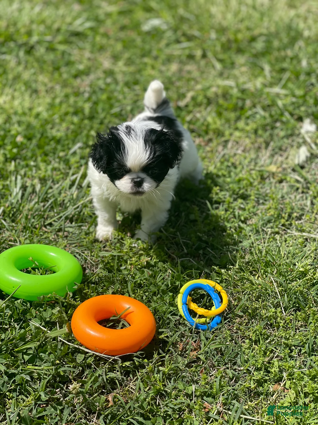 Japanese Chin dogs for sale: Japanese Chin Puppy 13 - Ad 1