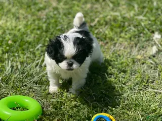 Japanese Chin dogs Japanese Chin Puppy 13 - Ad 5