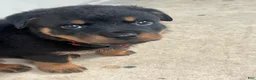 Rottweiler dogs for sale: Rottweiler Puppy 1 - Ad 7