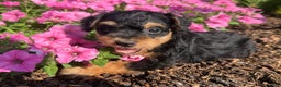 Schnoodle dogs for sale: Isaiah - Ad 27