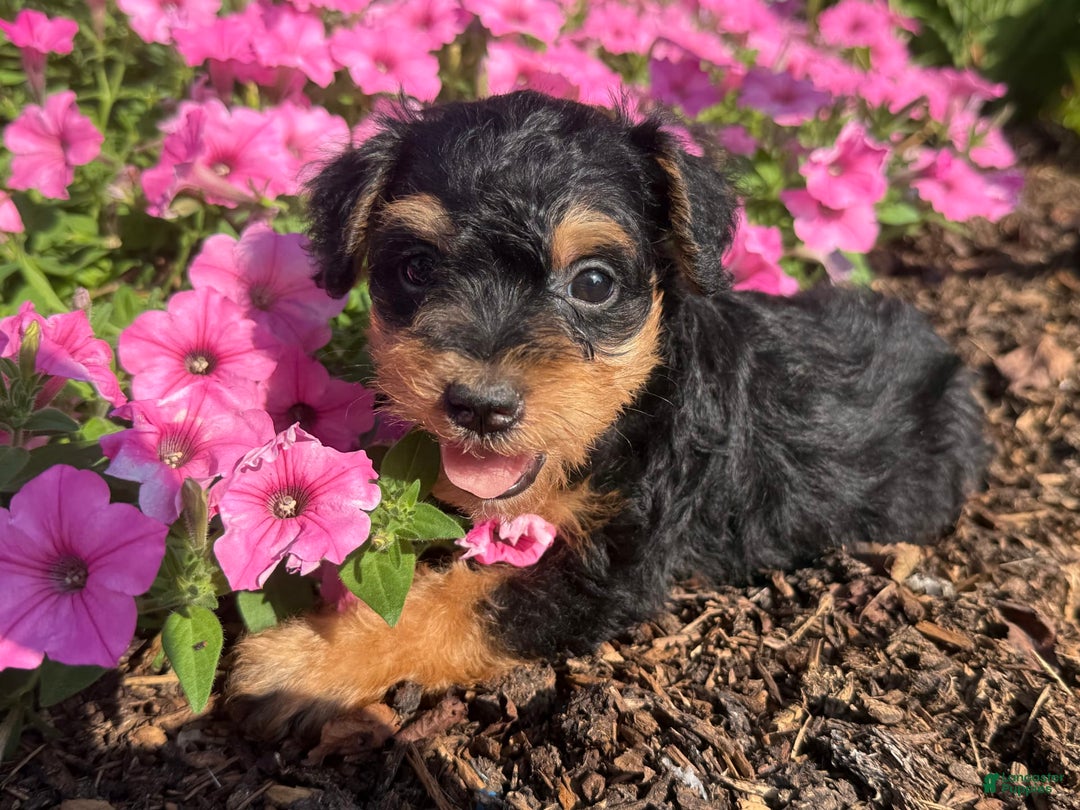 Schnoodle dogs for sale: Isaiah - Ad 27