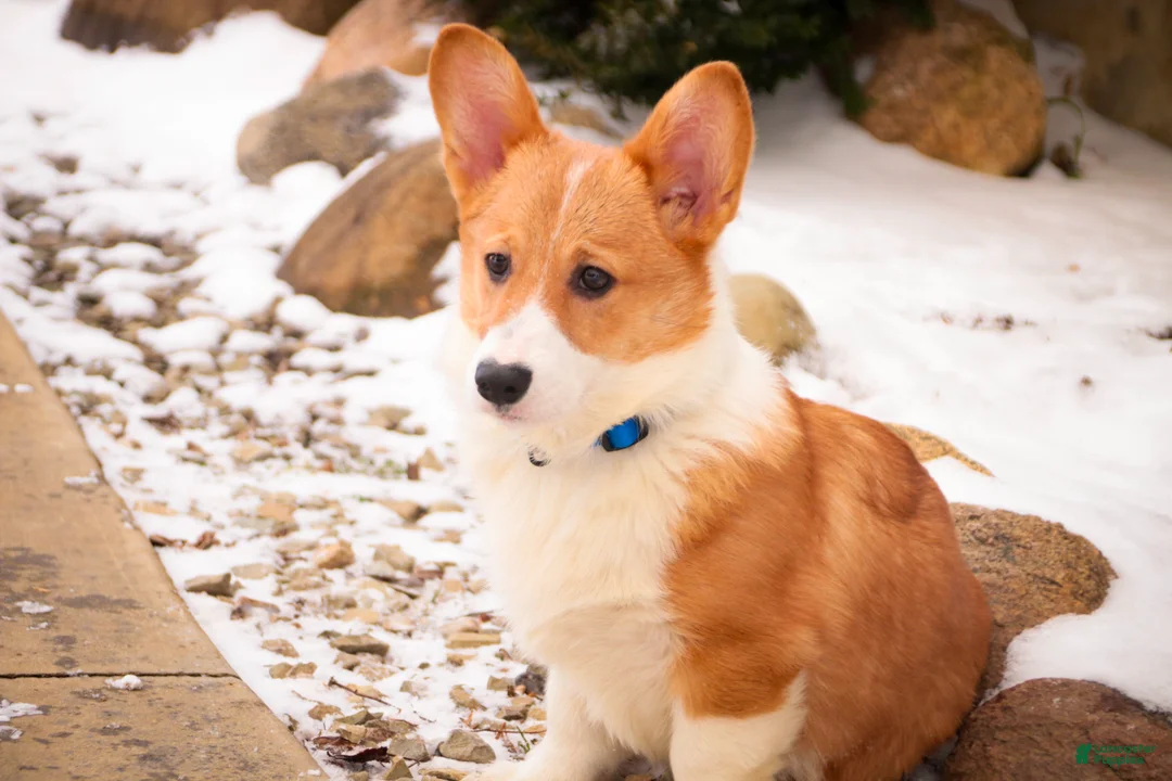 Welsh Corgi Pembroke dogs for sale: Steele - Ad 6