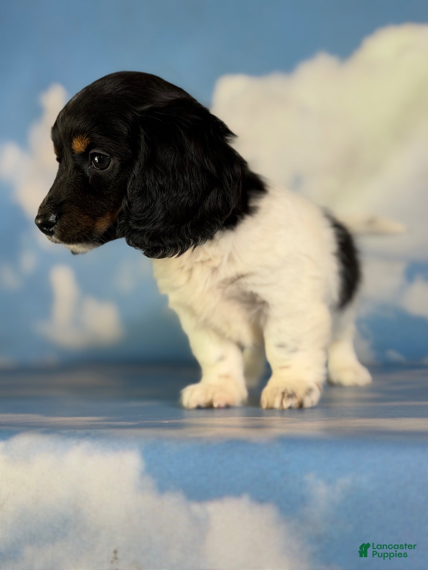 Miniature Dachshund dogs for sale: Akc Mandy PRA clear - Ad 2