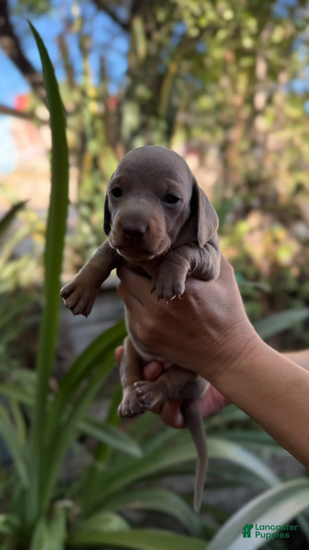 Miniature Dachshund dogs for sale: Miniature Dachshund blue boy - Ad 2