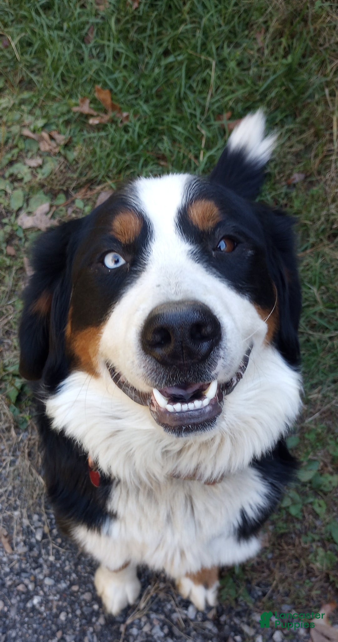 Gallery Image {{count}}