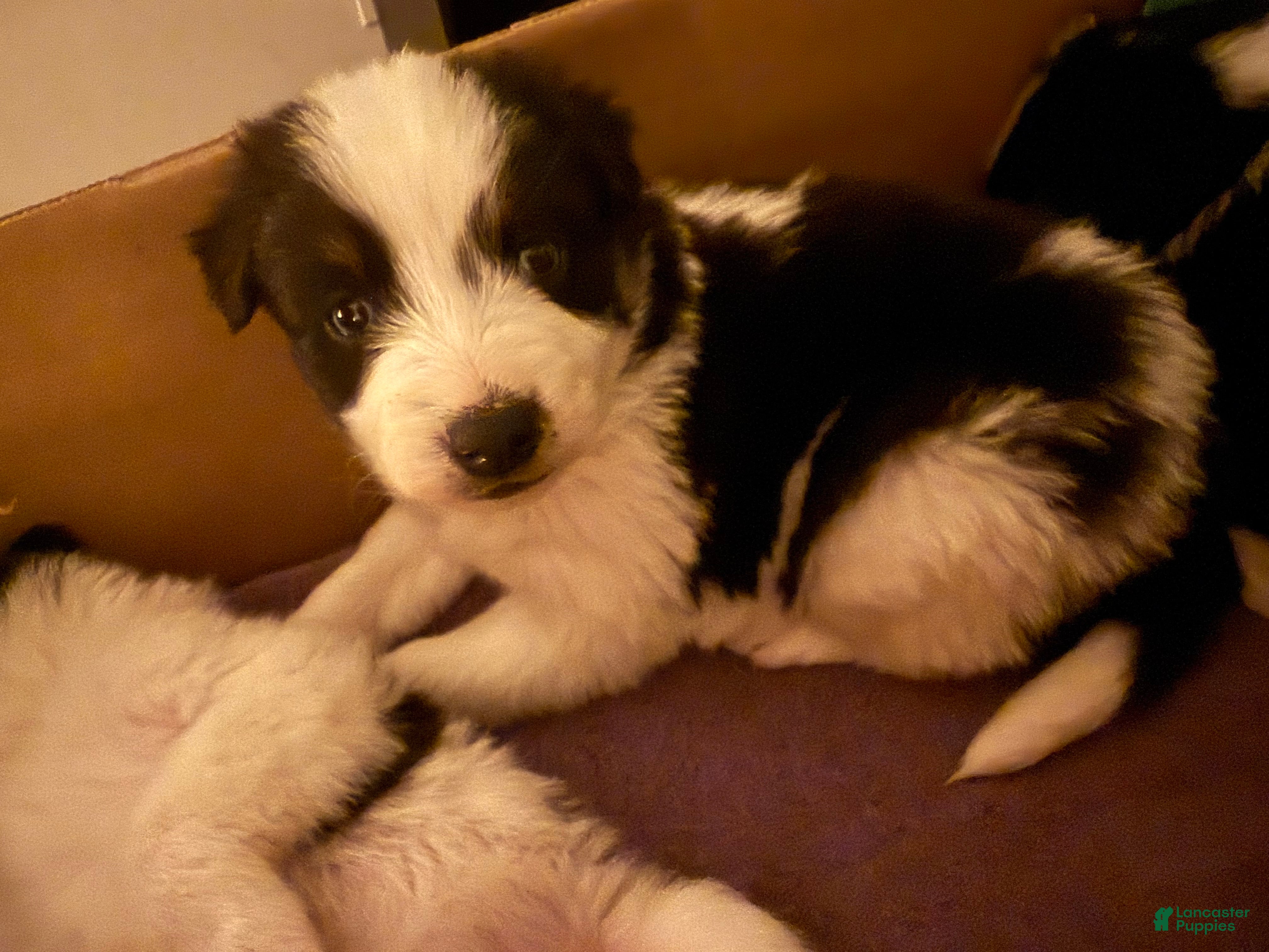 Mixed Breed dogs Mixed Breed Puppy 3 - Ad 2