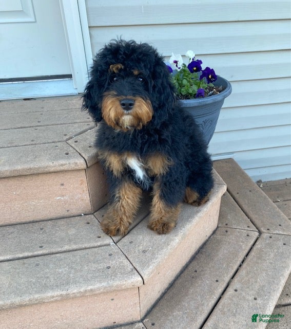 Mini Bernedoodle dogs Jade - Ad 1