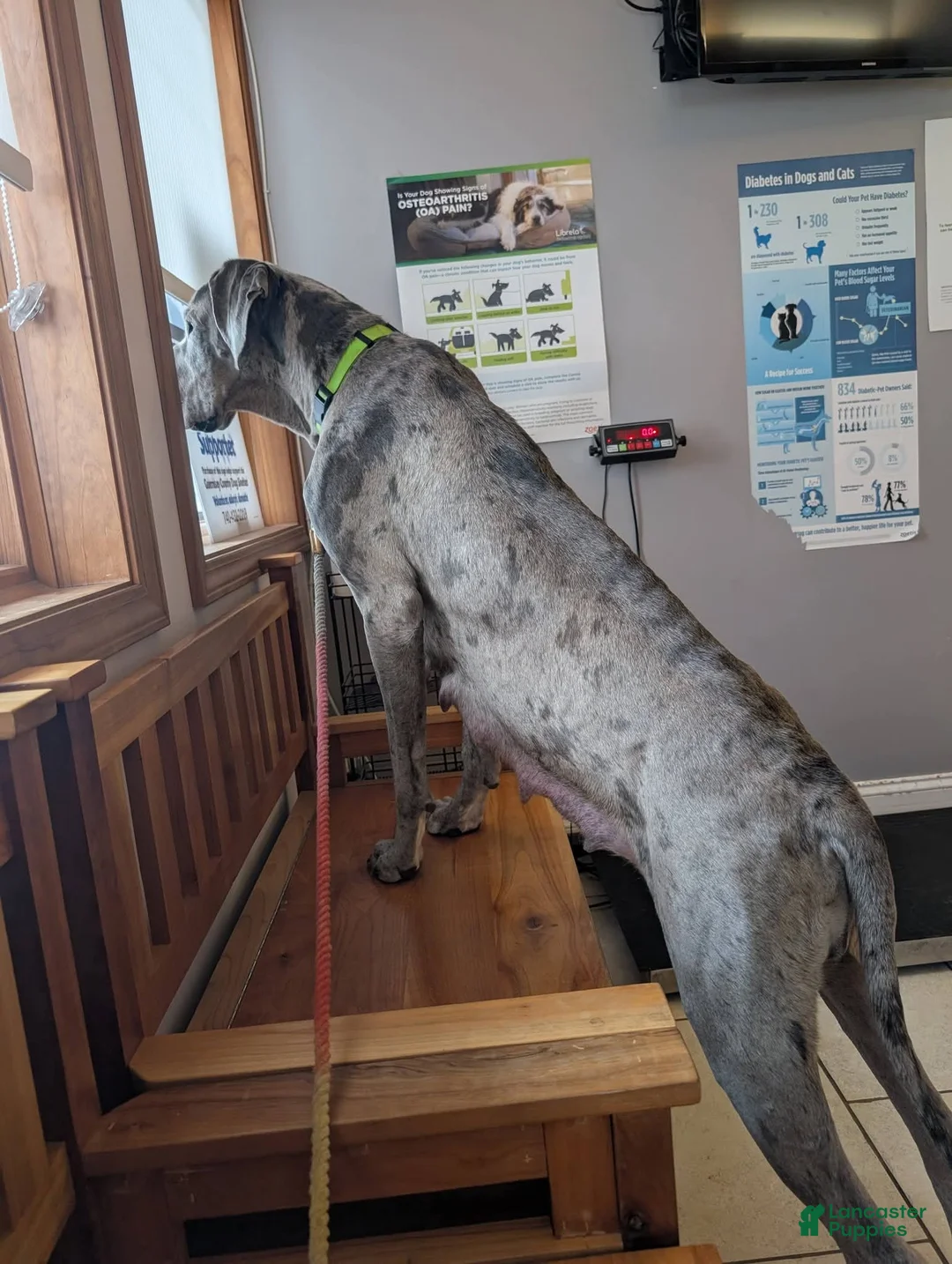 Great Dane dogs for sale: Yellow Collar Leo - Ad 8