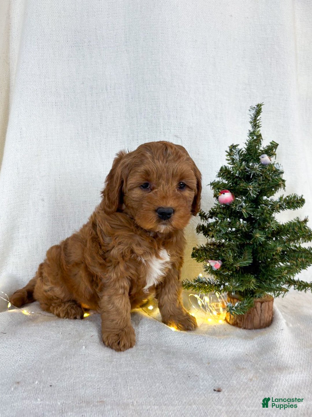 Mini Goldendoodle dogs for sale: Ivy - Ad 5