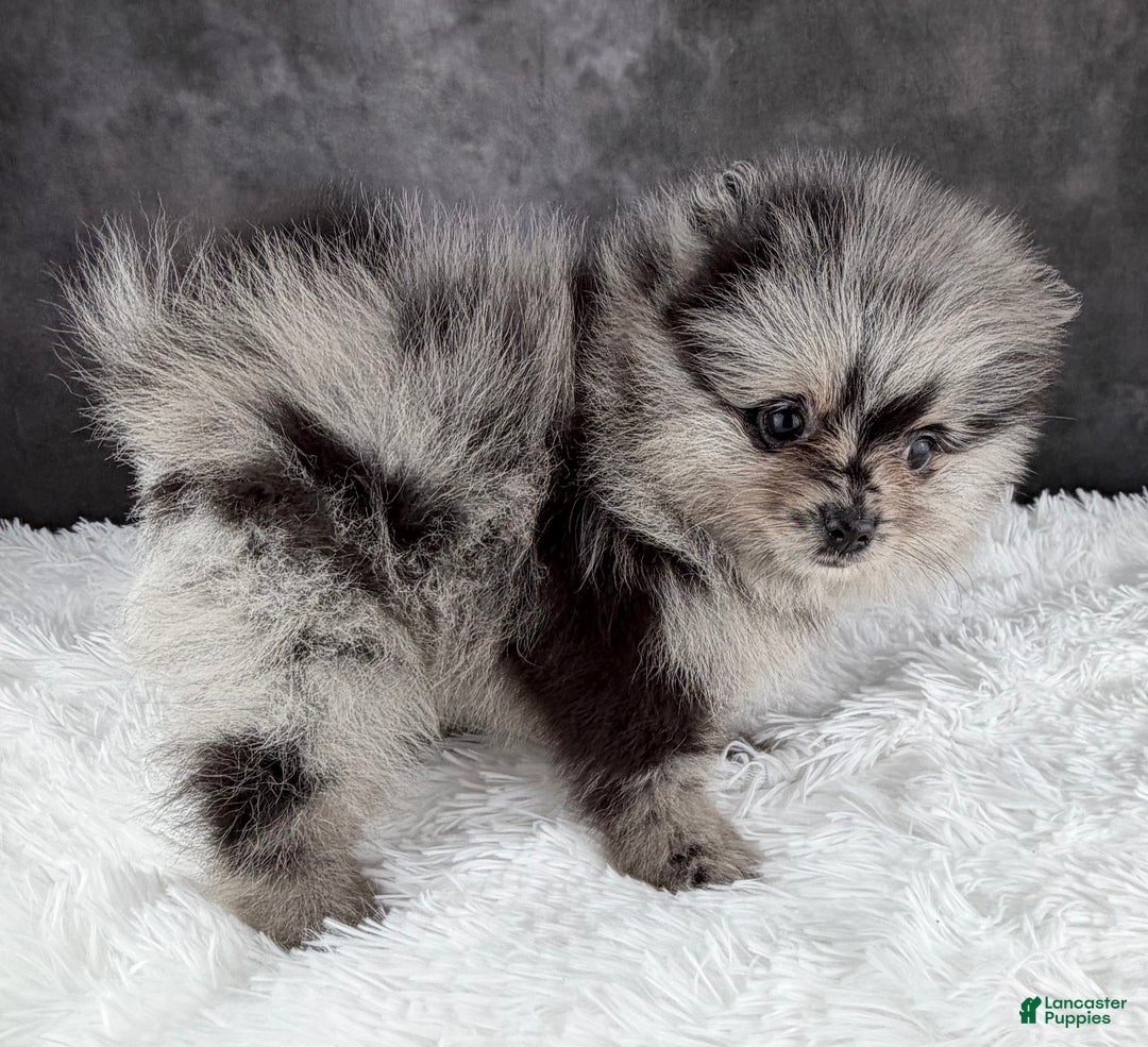 Pomeranian dogs for sale: Bow AKC - Ad 3