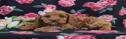 Cockapoo dogs for sale: Lilian - Ad 6