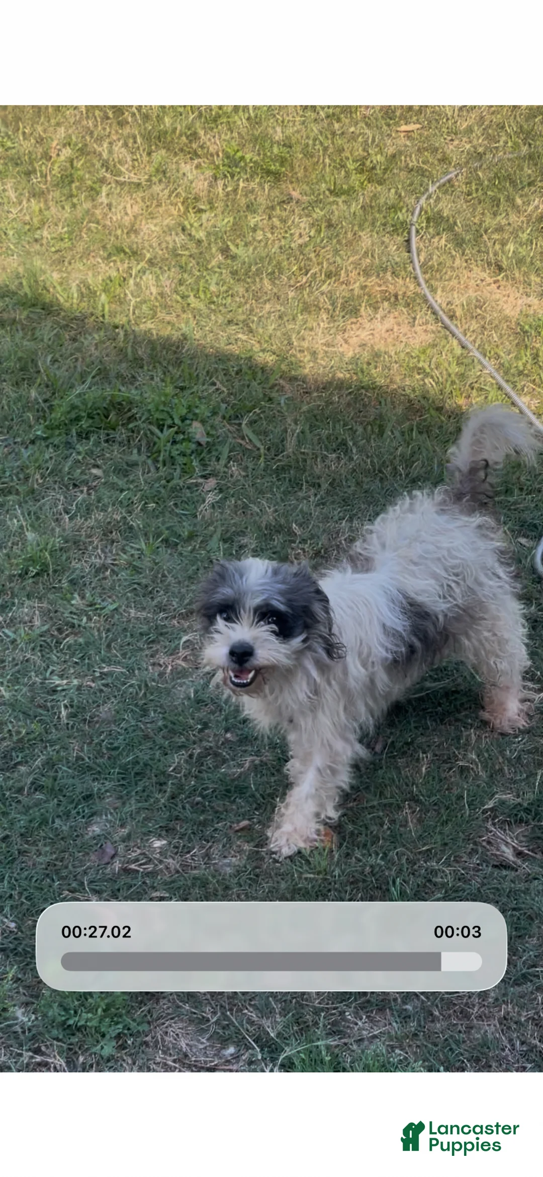 Shihpoo dogs for sale: Shihpoo Puppy 1 - Ad 8