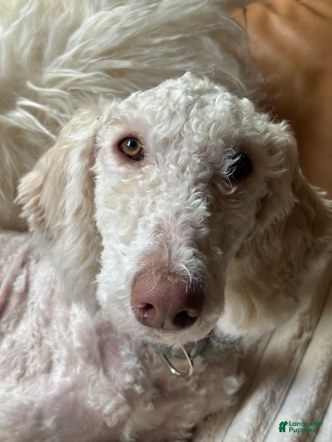 Mixed Breed dogs for sale: Kaya - Ad 1