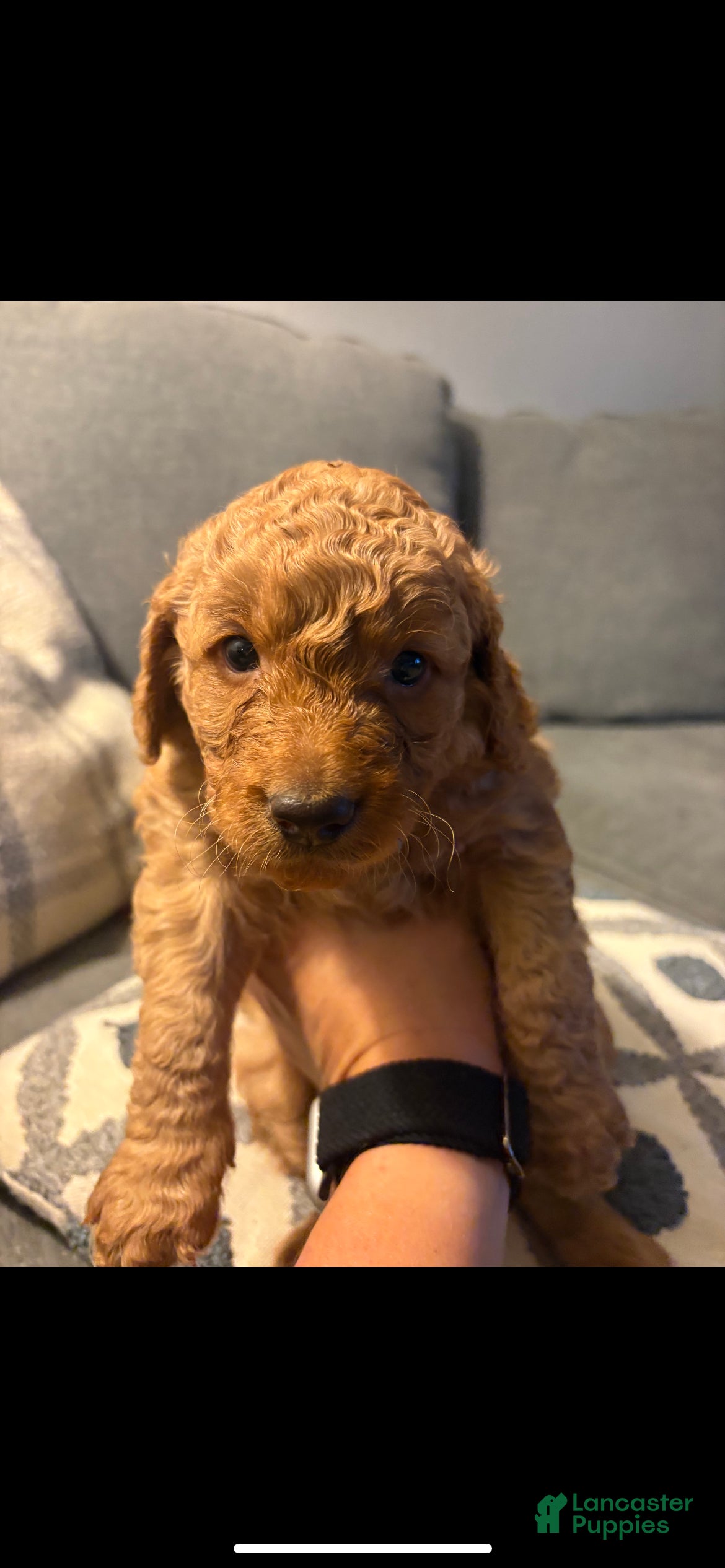 Mini Goldendoodle dogs Goose - Ad 2