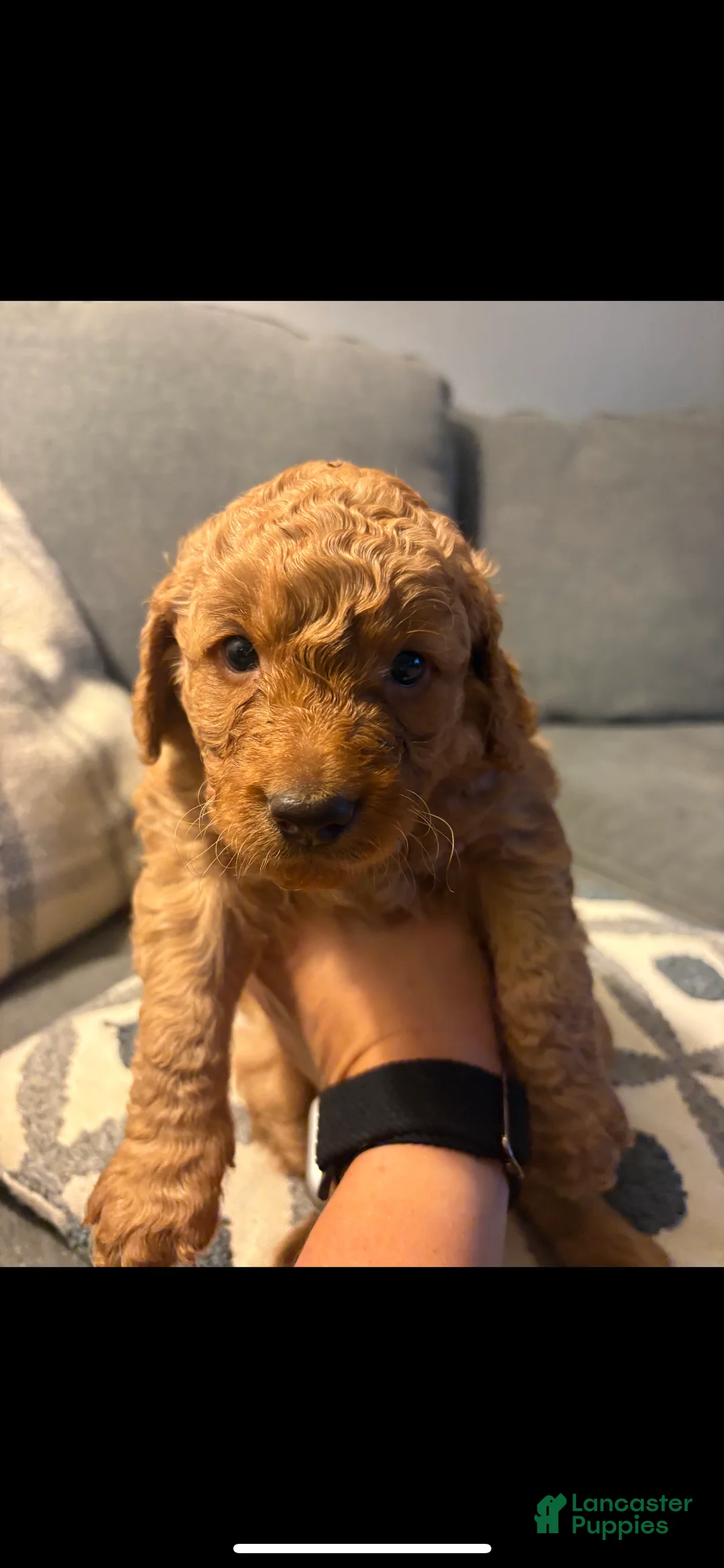 Mini Goldendoodle dogs for sale: Goose - Ad 1