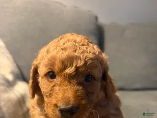 Mini Goldendoodle dogs Goose - Ad 22
