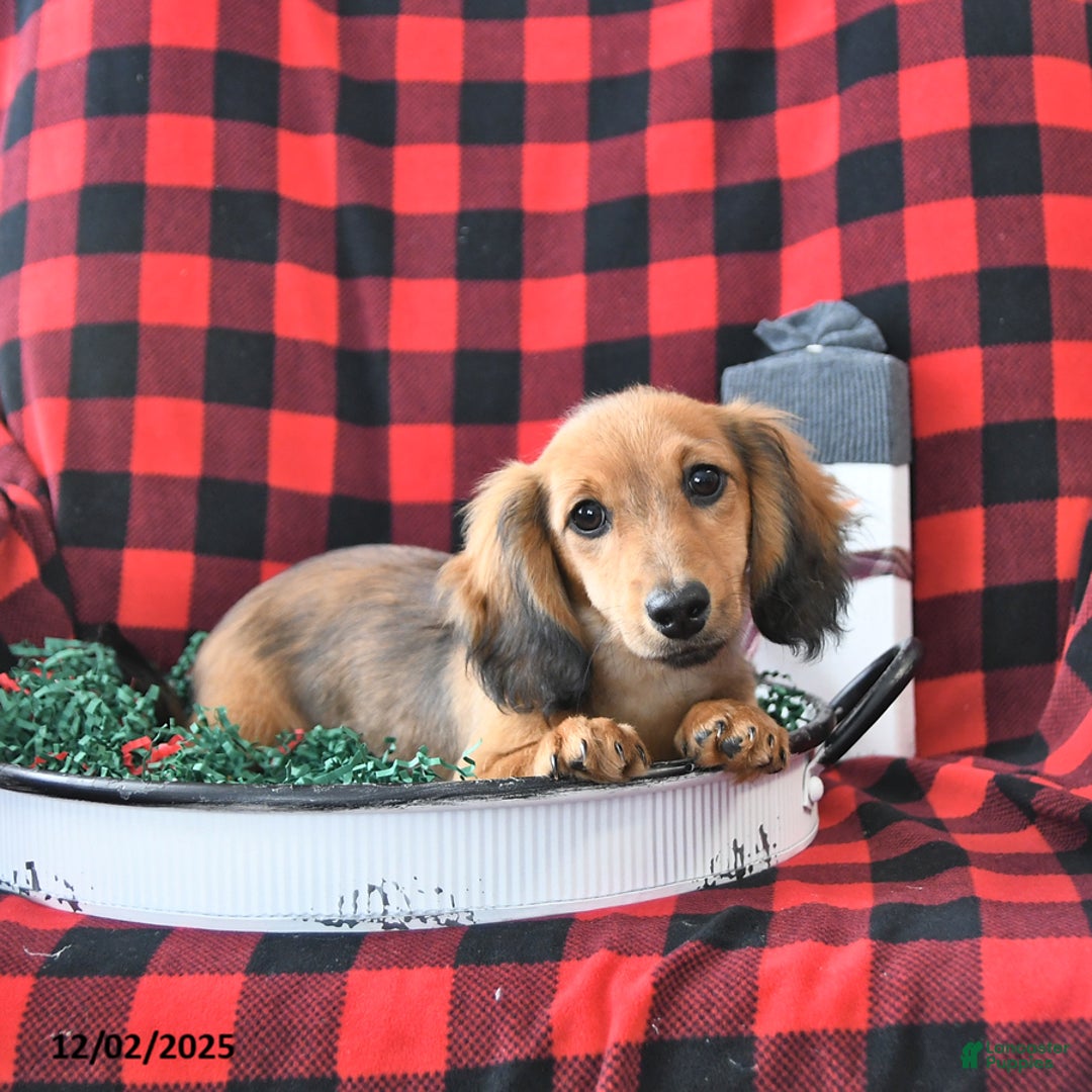 Miniature Dachshund dogs for sale: Chloe - Ad 2