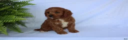 Cavapoo dogs for sale: Seth - Ad 8