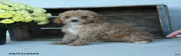 Shihpoo dogs for sale: Josie - Ad 4