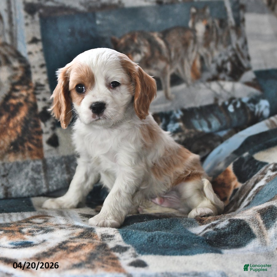 Cavalier King Charles Spaniel dogs Hunter - Ad 1