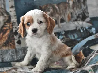 Cavalier King Charles Spaniel dogs for sale: Hunter - Ad 2