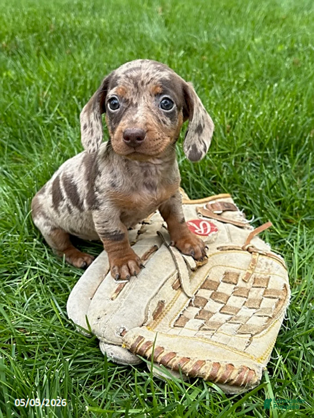 Miniature Dachshund dogs for sale: Honey - Ad 2