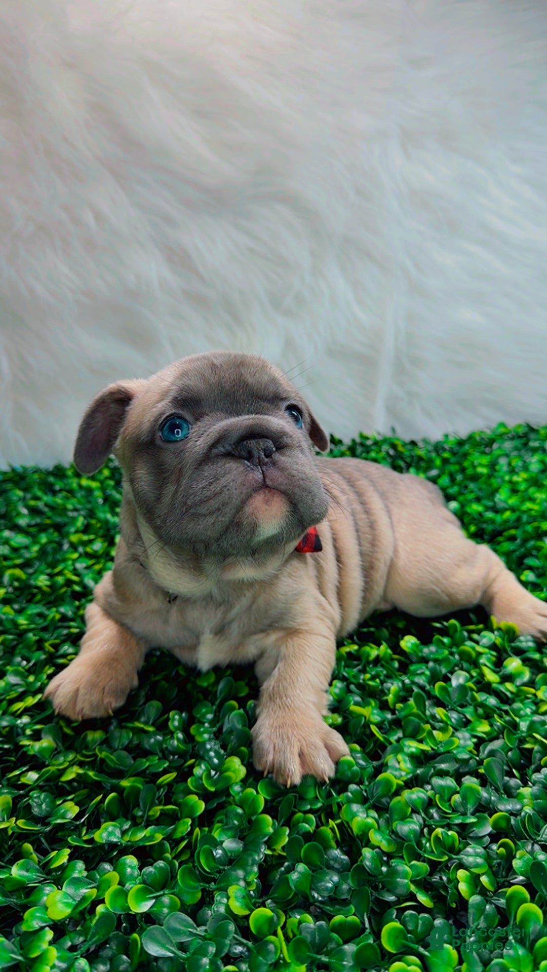 French Bulldog dogs for sale: FEVER  - Ad 9