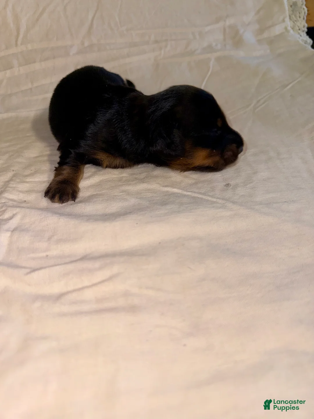 Miniature Dachshund dogs for sale: Milo - Ad 2