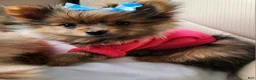 Mixed Breed dogs for sale: Yorkie, Pomeranian, Yoranian, Porkie - Ad 2