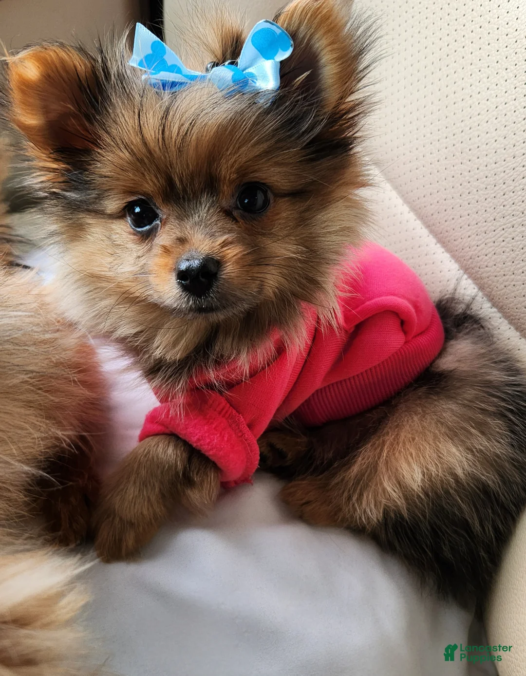 Mixed Breed dogs for sale: Yorkie, Pomeranian, Yoranian, Porkie - Ad 2