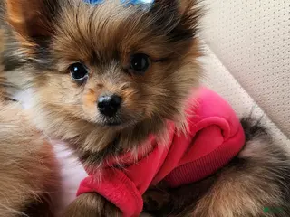 Mixed Breed dogs 🫧Bubbles🫧 - Ad 1