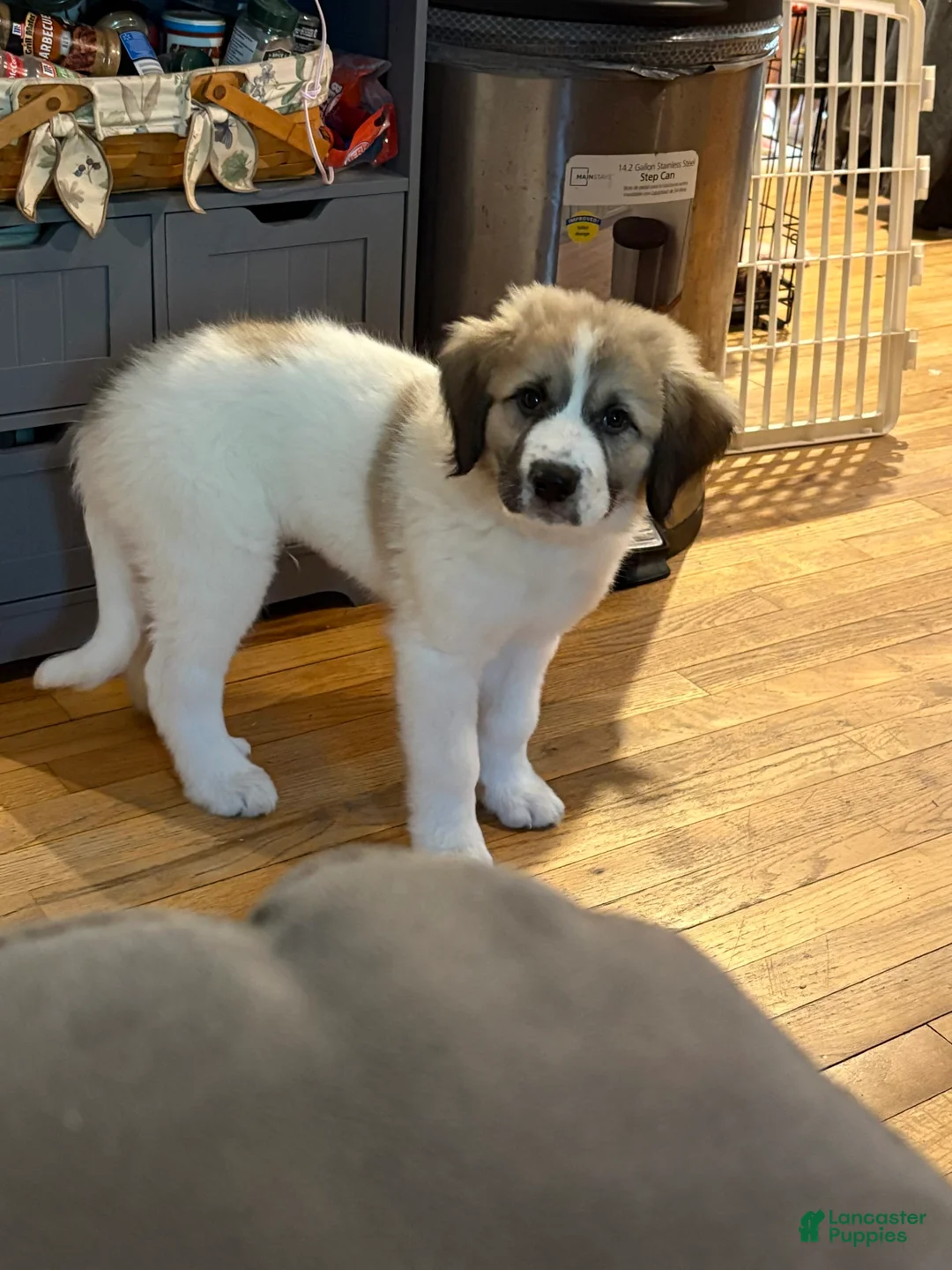 Gallery Image {{count}}