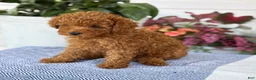 Toy Poodle dogs for sale: Mickey - Ad 16