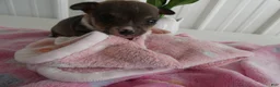 Chihuahua dogs for sale: Chihuahua Puppy 2 Scout - Ad 2