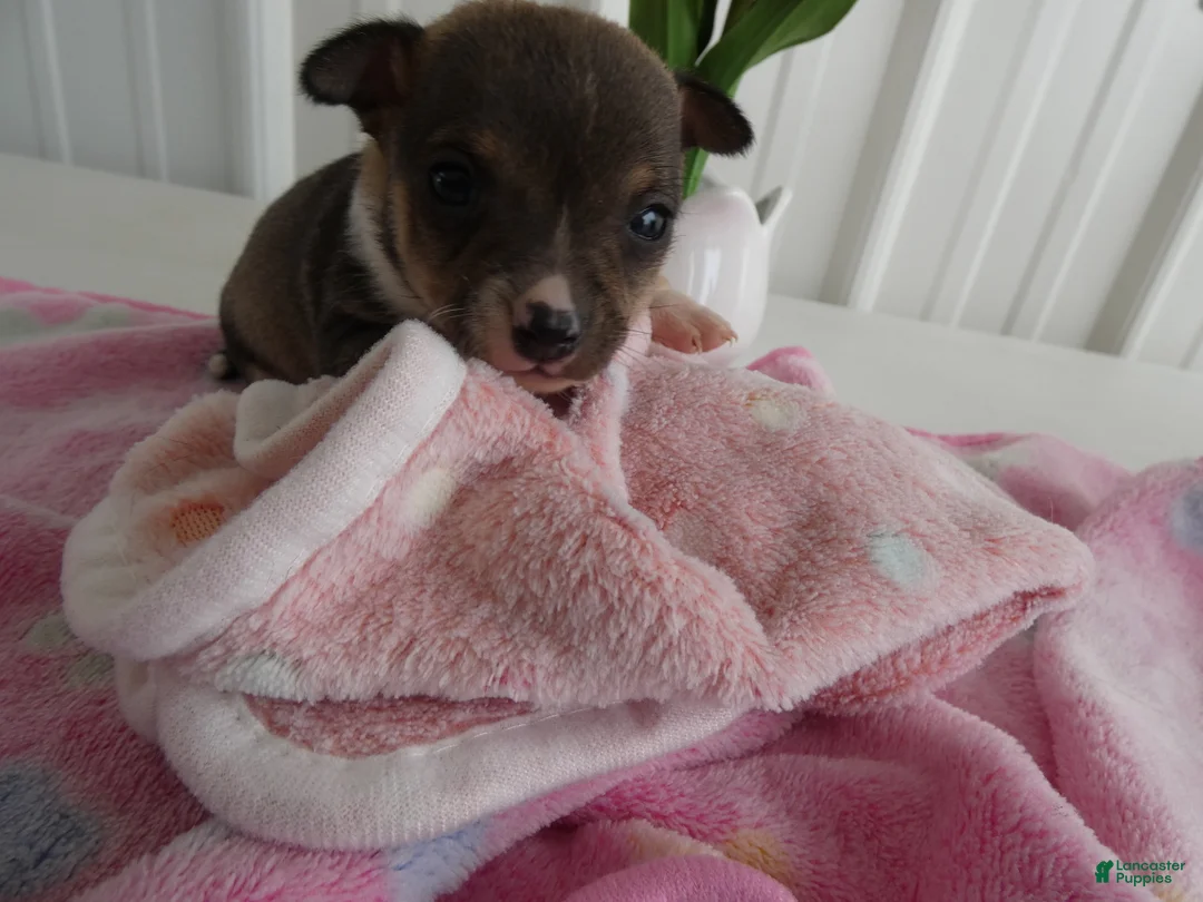 Chihuahua dogs for sale: Chihuahua Puppy 2 Scout - Ad 2