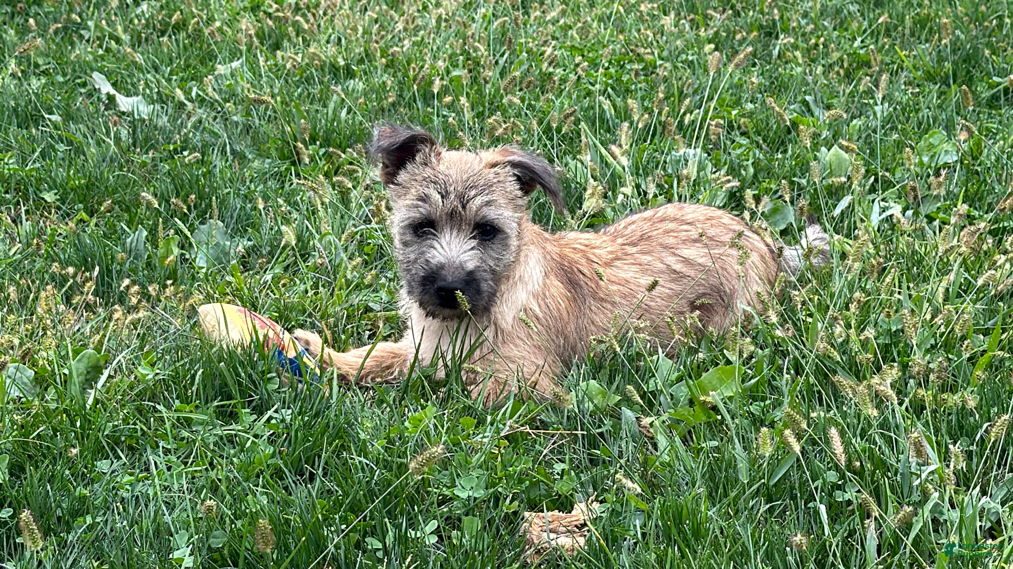 Cairn Terrier dogs for sale:  Elliot  - Ad 1