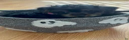 Yorkiepoo dogs for sale: Yorkiepoo - Ad 19