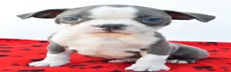 Boston Terrier dogs for sale: Ryder - Ad 1